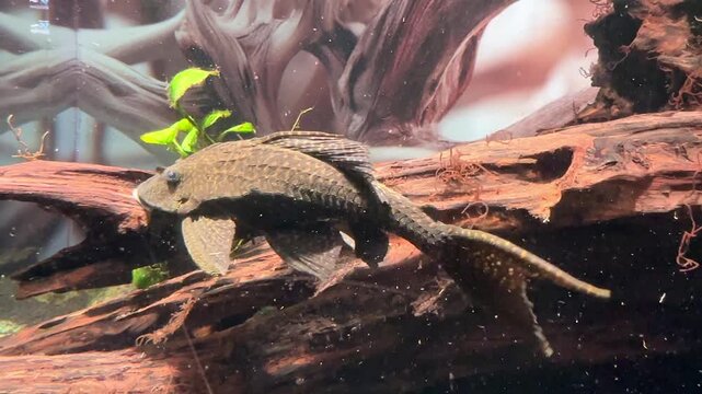 Hypostomus plecostomus freshwater fish actively cleans algae from wood in aquarium environment, surrounded by driftwood and vibrant aquatic plants