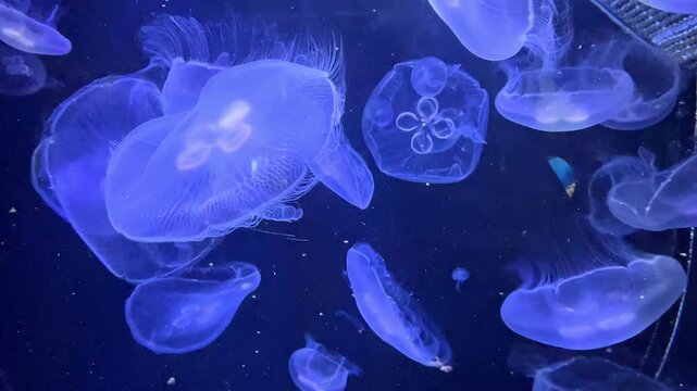 Group of translucent jellyfish swimming gracefully in dark blue water, showcasing their delicate forms and bioluminescent features. High quality footage