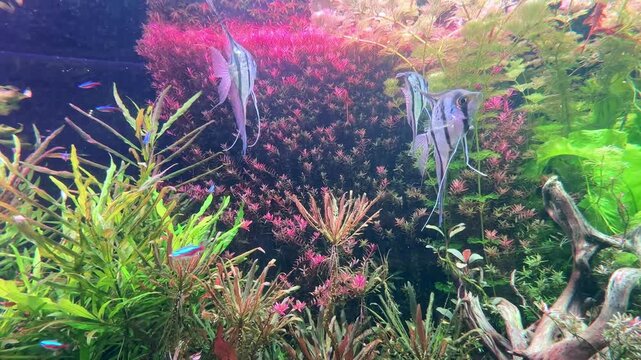 Colorful aquarium scene showcases a variety of aquatic plants, including lush green and pink foliage, with small fish swimming among them and natural driftwood visible in the foreground