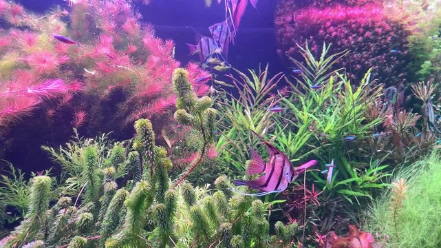 Colorful freshwater angelfish with distinct stripes swims gracefully among vibrant aquatic plants in a well-maintained aquarium, featuring lush greenery and colorful foliage in the background