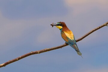 Obraz premium closeup of a beeeater