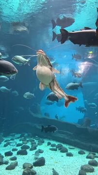 Large striped tiger shovelnose catfish swimming among various fish species in a vibrant aquarium environment with rocks and sand at the bottom. High quality motion footage