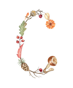 Alphabet letter C created from autumn elements: leaves, pinecone, berries, maple seeds, and twigs; isolated on transparent background. For monograms, stickers, school cards, lettering, and more