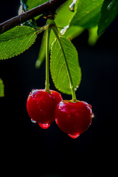 Fresh Red Cherries with Water Droplets Hanging on Tree Branch. Description (max. 180 karakter)
Two ripe red cherries with sparkling water droplets hanging from a tree branch against a dark background 