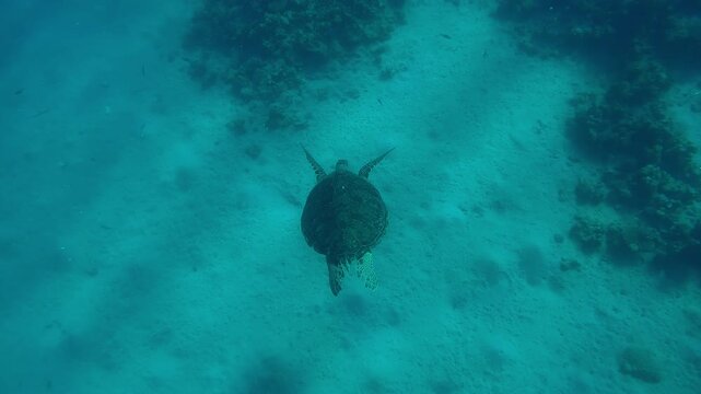 Top view of Sea turtle swimming in the deep water high above sandy-silty seabed on a sunny day, Slow motion of Great Green Sea Turtle, Chelonia mydas swims in the sea