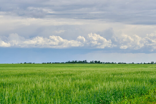 Wide green crop field stretching out towards distant tree line under dynamic cloudy summer sky.