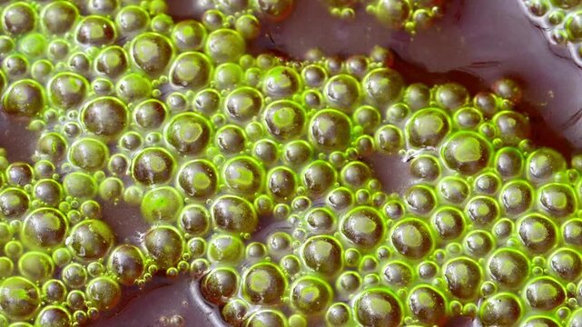 Abundant bloom of green microalgae Spirogyra with numerous small gas bubbles on the water surface.