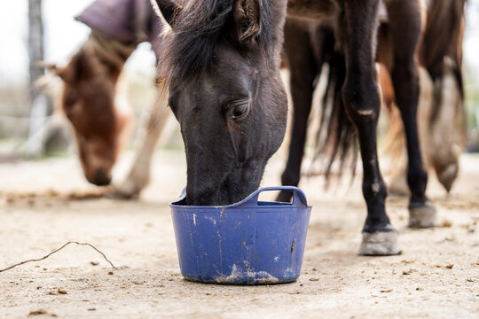 Close-up of horses eating from a blue feed bucket in a dusty stable yard with other horses in the background