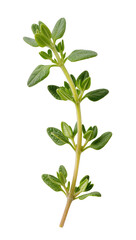 Fototapeta premium Isolated fresh organic thyme herb sprig with vibrant green leaves for culinary use