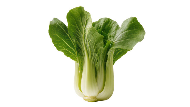 Isolated fresh healthy crisp raw bok choy vegetable, an essential Asian cooking ingredient.