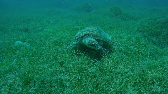 Camera moves around the sea turtle walking on its flippers in green seagrass meadow, Slow motion of very old male Hawksbill Sea Turtle, Eretmochelys imbricata with twisted shell