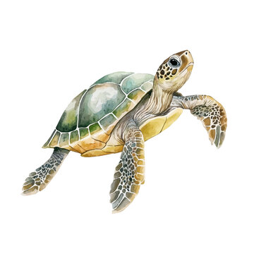 watercolor of Turtle draw illustration, isolated on a white background.