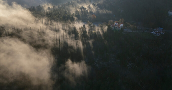 morning mist in the forest