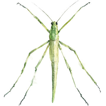 watercolor of Stick Insect vector painting, isolated on a white background.
