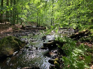 Fototapeta premium Gentle stream in the middle of a Swedish forest