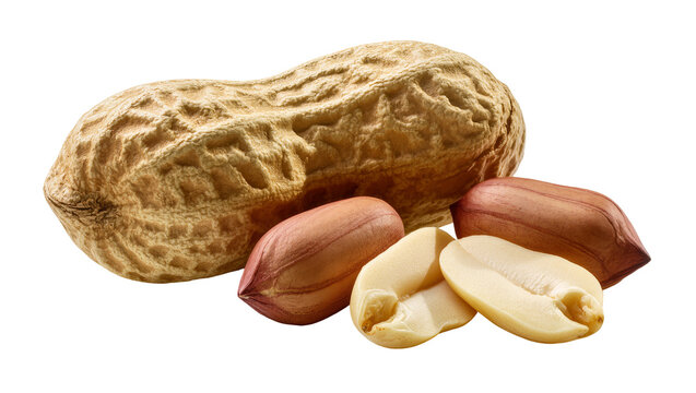 Isolated raw organic peanuts a delicious healthy snack food with whole and shelled kernels