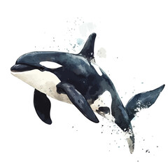 Orca, playful watercolor vector depicting lively antics and expressive gestures, isolated on a white background. © zenvor
