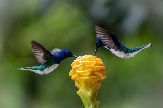 Pair of white-necked jacobin hummingbirds eating together