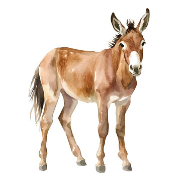 Mule, cute watercolor illustration with intricate patterns and vibrant splashes, isolated on a white background.