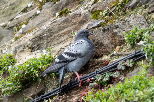 Wildlife portrait showing a nesting pigeon in rustic surroundings.