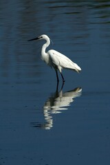Obraz premium closeup of a little egret