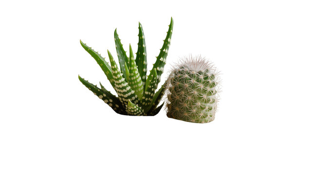 Isolated succulent plants with cactus, vibrant green spiky leaves, and fine white spines.