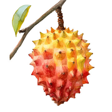 Marang Soft And Charming, charming watercolor clipart, isolated on a white background.