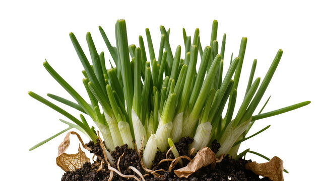 Isolated fresh green onions growing in dark soil, healthy spring vegetable plant food ingredient