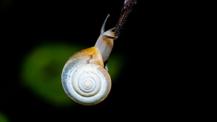 snail on a leaf © lazalnik