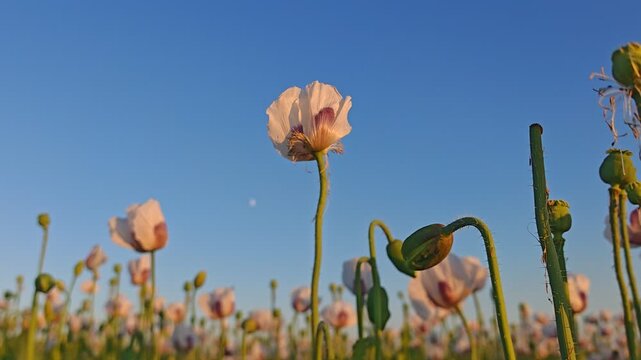 White poppy flowers blooming beside a dirt path at sunset across a large agricultural field