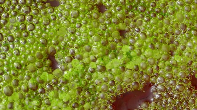 Abundant bloom of green microalgae Spirogyra with numerous small gas bubbles on the water surface.