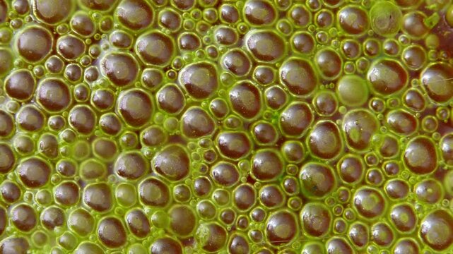 Abundant bloom of green microalgae Spirogyra with numerous small gas bubbles on the water surface.