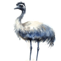 Fototapeta premium watercolor of Emu vector painting, isolated on a white background.