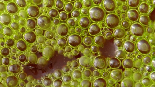Abundant bloom of green microalgae Spirogyra with numerous small gas bubbles on the water surface.