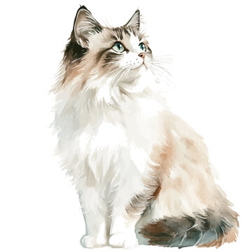 Cat Soft And Charming, elegant watercolor illustration luminous highlights, isolated on a white background.