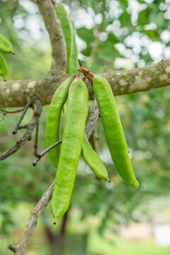 Close-up of unripe green carob pods (Ceratonia siliqua), also known as St. John's bread or locust bean, hanging on a branch of a carob tree.