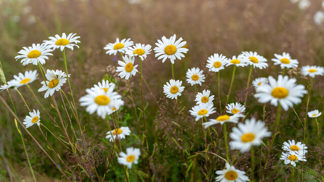 Oxeye daisies in summer meadow for floral background and nature design