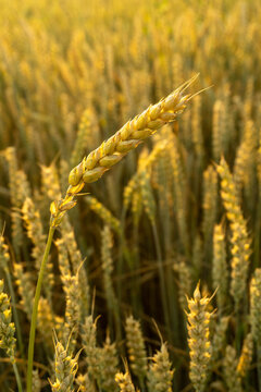 A tall wheat plant stands out among many others in a field. The sun sets in the background, casting a golden glow over the plants. The stalks show ripeness during the harvest season
