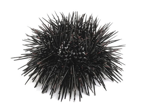  Sea urchin, Arbacia lixula, isolated on white background