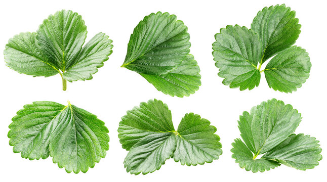 Set of fresh green strawberry leaves isolated on a white background. Clipping path.