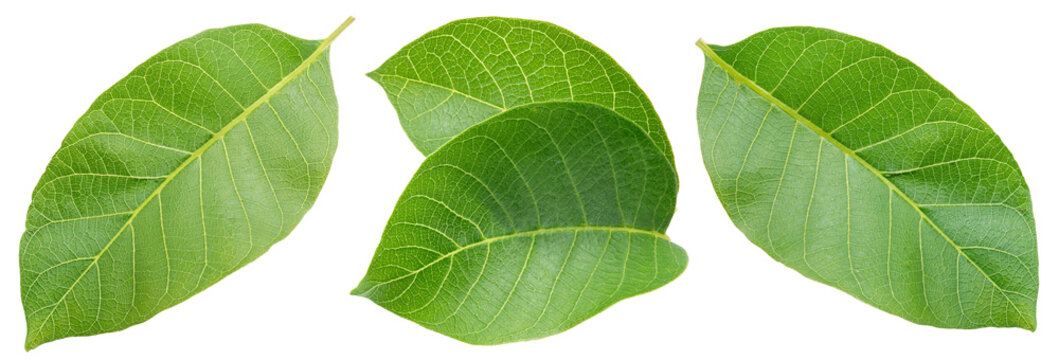 Set of green young walnut leaves isolated on a white background.
