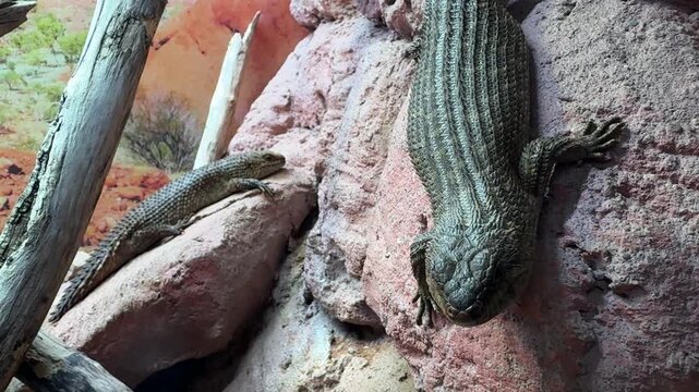 Cunninghams skink Egernia cunninghami resting on rocky habitat with second lizard close up in naturalistic terrarium scene