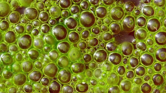 Abundant bloom of green microalgae Spirogyra with numerous small gas bubbles on the water surface.