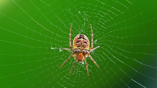 The orb weaver spider Zilla diodia (family Araneidae), widely distributed from Europe to Azerbaijan.