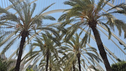Palm trees under modern white architectural canopy © Studio-M