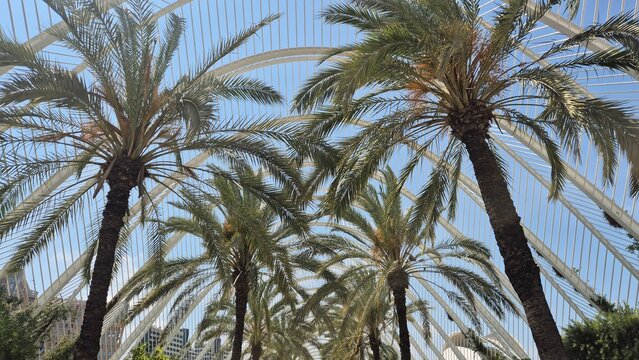 Palm trees under modern white architectural canopy