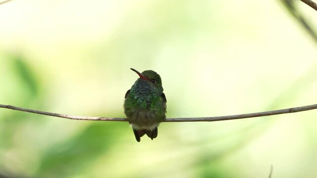 close-up of a Rufous-tailed Hummingbird (Amazilia tzacatl) showcasing its stunning iridescent plumage in exceptional detail.