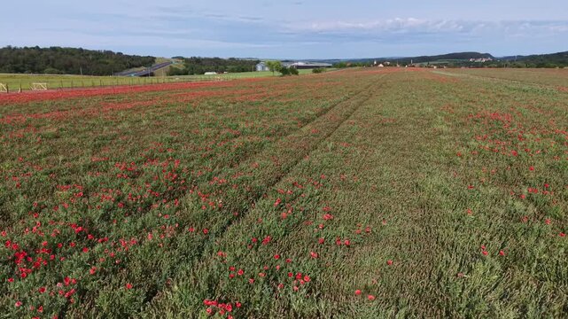 Karlovy Vary Region, Czech Republic - A field of red poppies