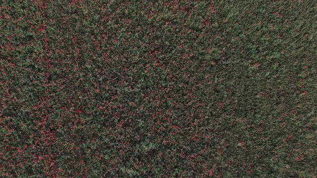 Karlovy Vary Region, Czech Republic - A field of red poppies