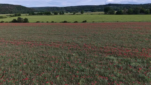 Karlovy Vary Region, Czech Republic - A field of red poppies
